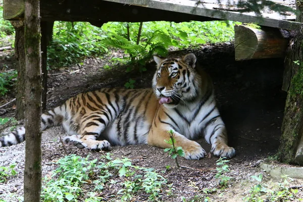 Gran Tigre Vive Zoológico Liubliana Eslovenia — Foto de Stock