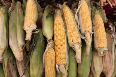 taze sebze Budapeşte şehir pazarda satılmaktadır 