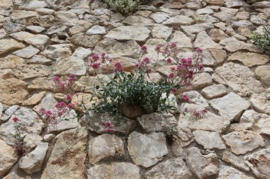 taş ve beton eski bir kale duvarına ortress 