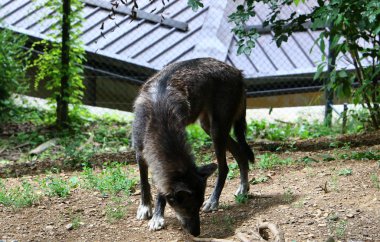 gri kurt Bahçesi, Ljubljana, Slovenya başkenti yaşıyor 