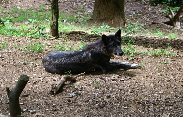 Lupo Grigio Vive Nello Zoo Lubiana Capitale Della Slovenia — Foto Stock