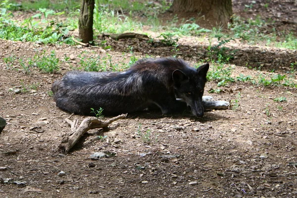 Lobo Cinzento Vive Zoológico Liubliana Capital Eslovénia — Fotografia de Stock