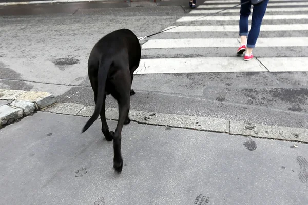 Marciapiede Una Strada Pedoni Marciapiede Solo Pedoni Movimento Dei Veicoli — Foto Stock