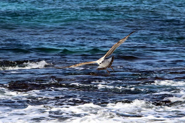 Côte Mer Méditerranée Nord Israël — Photo