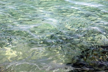 İsrail 'in kuzeyindeki Akdeniz kıyısında. 