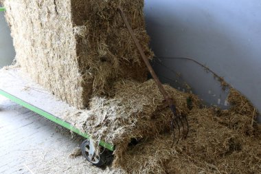 Kuru saman ve saman hayvan yemi için hazırlanır 