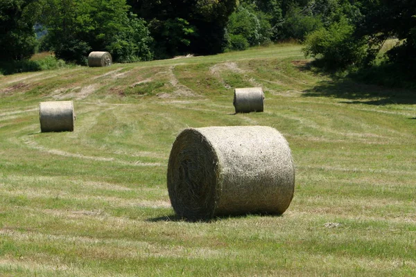 Dry Straw Hay Prepared Animal Feed — Stock Photo, Image