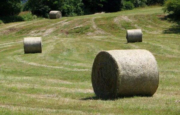 Dry Straw Hay Prepared Animal Feed — Stock Photo, Image