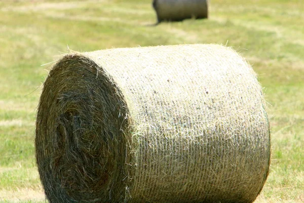 Paille Sèche Foin Sont Préparés Pour Alimentation Animale — Photo