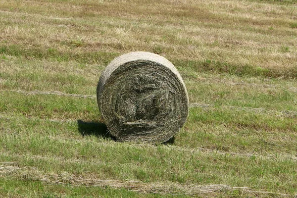 動物飼料用乾燥わらおよび干し草を用意します — ストック写真
