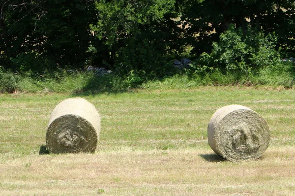 Torr Halm Och Förberedda För Djurfoder — Stockfoto