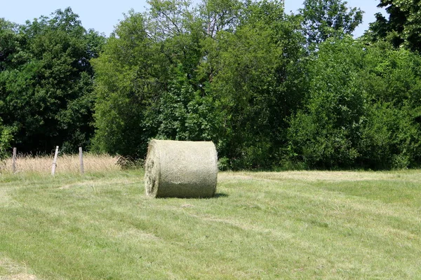 動物飼料用乾燥わらおよび干し草を用意します — ストック写真