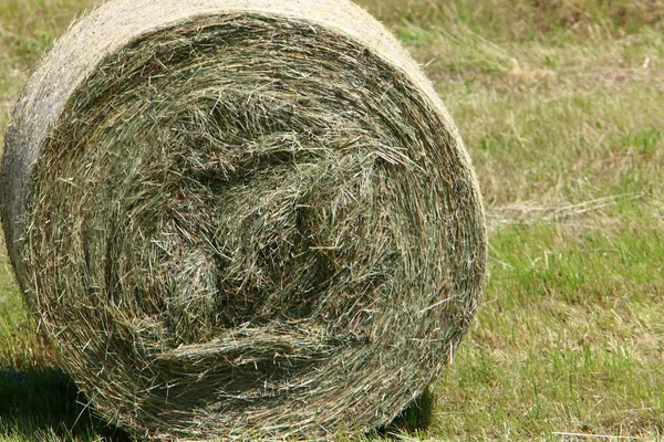 Paille Sèche Foin Sont Préparés Pour Alimentation Animale — Photo