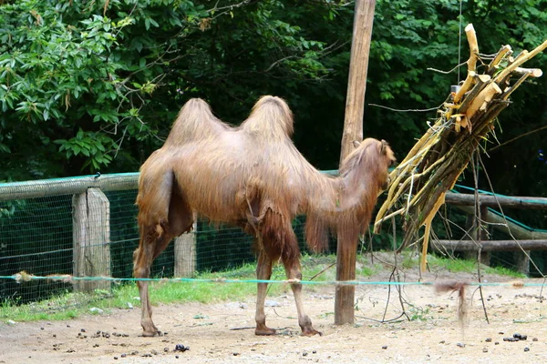 Wielbłąd Mieszka Klatce Wysokim Płotem Zoo — Zdjęcie stockowe