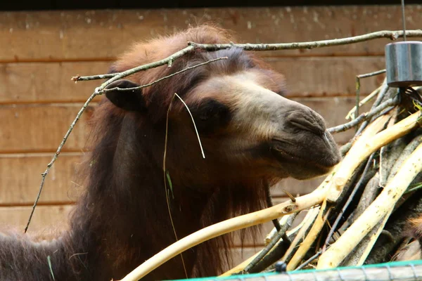 Cammello Vive Una Gabbia Dietro Una Recinzione Nello Zoo — Foto Stock