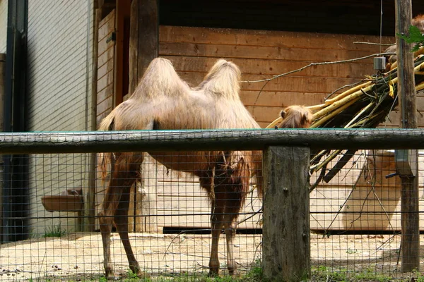 Camelo Vive Uma Gaiola Atrás Uma Cerca Alta Zoológico — Fotografia de Stock