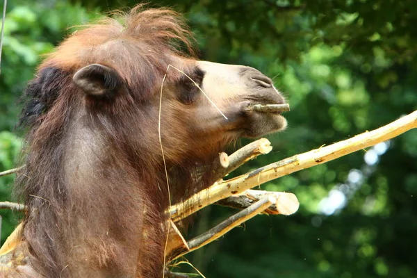 Das Kamel Lebt Einem Käfig Hinter Einem Hohen Zaun Zoo — Stockfoto
