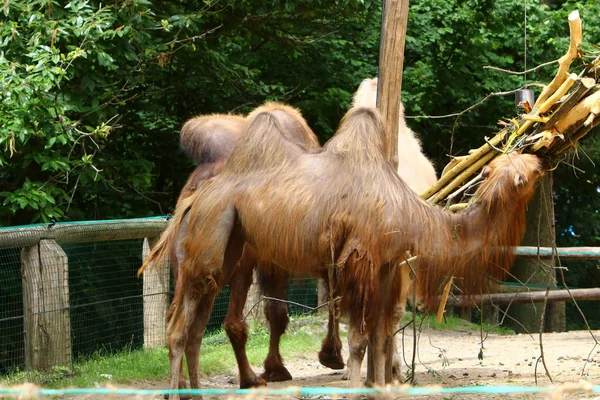 Camel Lives Cage High Fence Zoo — Stock Photo, Image