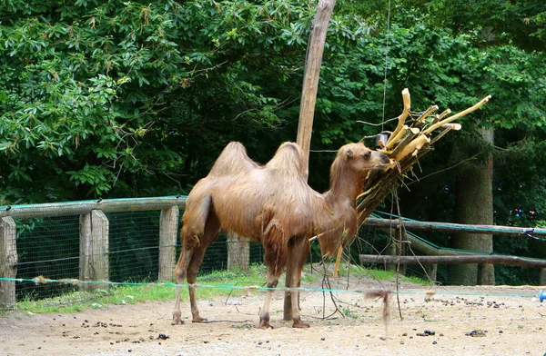 Kamelen Bor Bur Bakom Ett Högt Staket Djurparken — Stockfoto