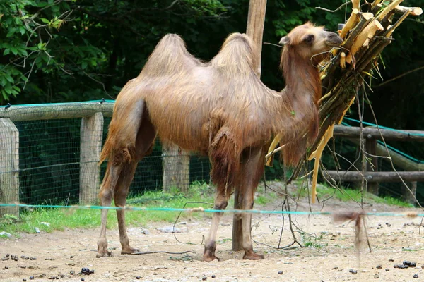 Das Kamel Lebt Einem Käfig Hinter Einem Hohen Zaun Zoo — Stockfoto