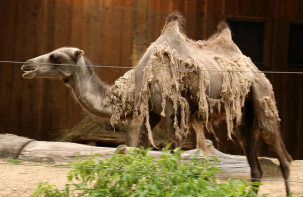 Das Kamel Lebt Einem Käfig Hinter Einem Hohen Zaun Zoo — Stockfoto