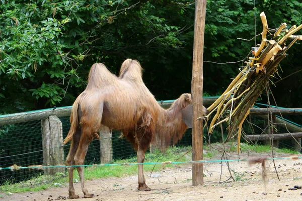 Wielbłąd Mieszka Klatce Wysokim Płotem Zoo — Zdjęcie stockowe