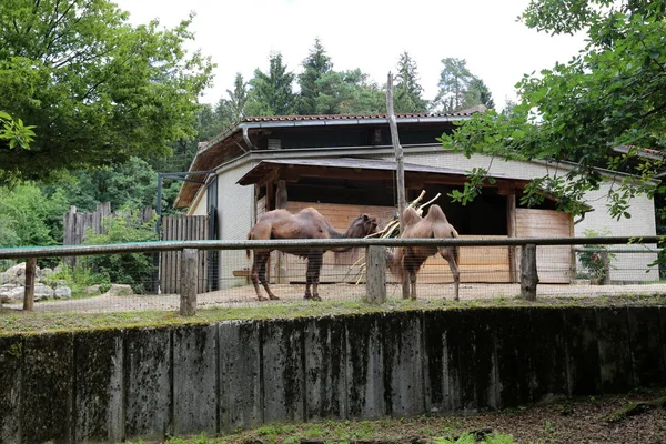 Camello Vive Una Jaula Detrás Una Cerca Alta Zoológico — Foto de Stock