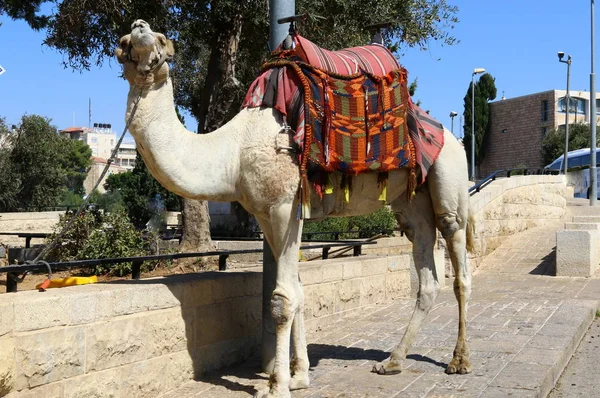 Camel Lives Cage High Fence Zoo — Stock Photo, Image