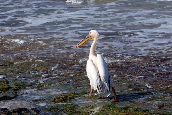 Large White Pelican Migratory Bird — Stock Photo, Image