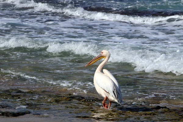 a large and white pelican is a migratory bird