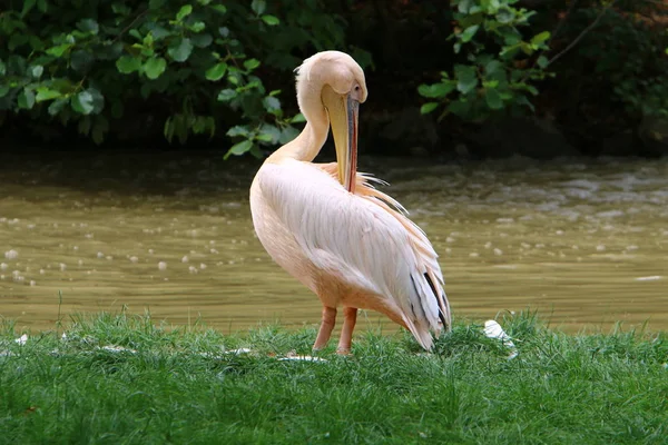 Grand Pélican Blanc Est Oiseau Migrateur — Photo