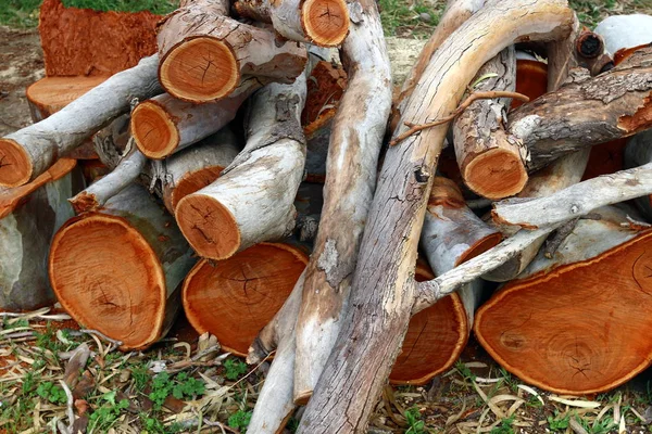 村の家のストーブの冬の薪を収穫 — ストック写真