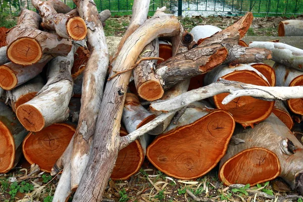 Récolte Bois Chauffage Pour Hiver Pour Poêle Dans Une Maison — Photo