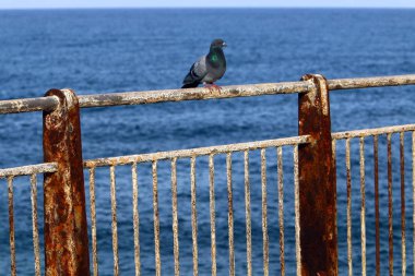 Çit - başkasının toprakları korumak için hizmet vermektedir bir yapı. 