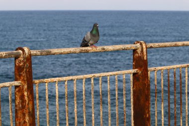 Çit - başkasının toprakları korumak için hizmet vermektedir bir yapı. 