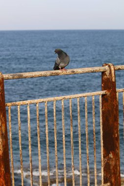 Çit - başkasının toprakları korumak için hizmet vermektedir bir yapı. 