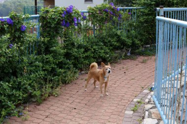 Çit - başkasının toprakları korumak için hizmet vermektedir bir yapı. 