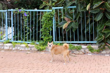 Çit - başkasının toprakları korumak için hizmet vermektedir bir yapı. 