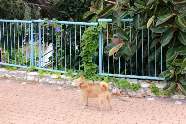 Çit - başkasının toprakları korumak için hizmet vermektedir bir yapı. 
