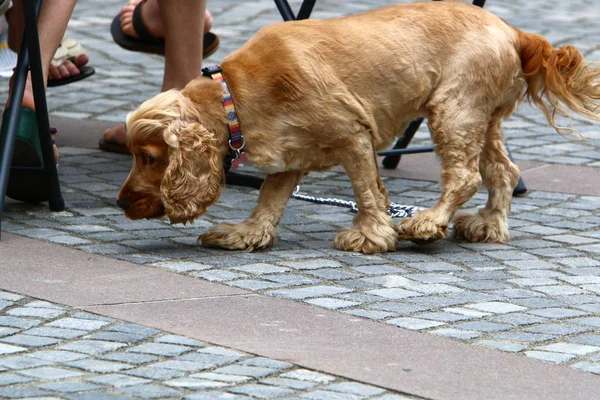 Perro Mascota Más Común Amigo Una Persona —  Fotos de Stock