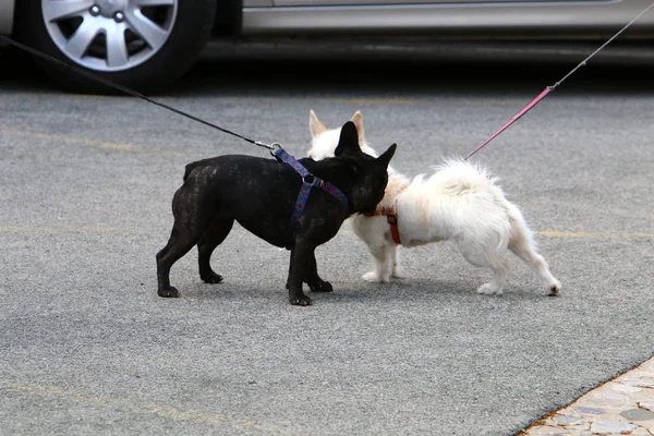 Perro Mascota Más Común Amigo Una Persona —  Fotos de Stock