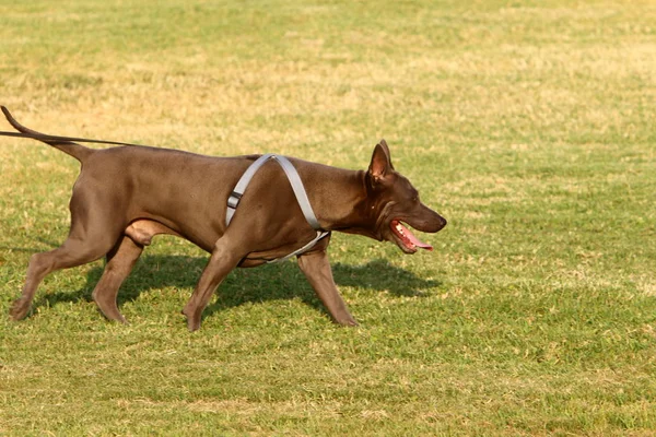 犬は最も一般的なペット 人の友人 — ストック写真