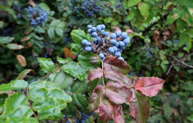 İsrail'in Kuzey Doğa ve çiçekler yakın çekim resimleri 
