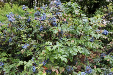 İsrail'in Kuzey Doğa ve çiçekler yakın çekim resimleri 