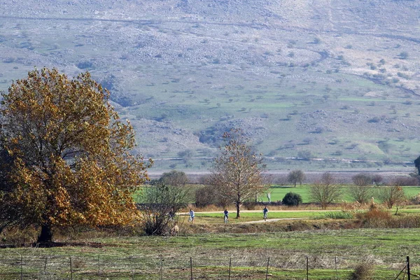 Imagens Natureza Flores Close Norte Israel — Fotografia de Stock