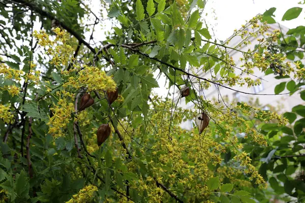 Images Nature Des Fleurs Gros Plan Dans Nord Israël — Photo