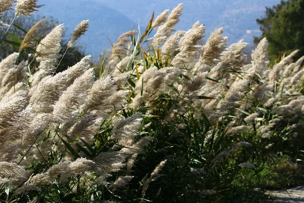 Fotografías Naturaleza Las Flores Cerca Norte Israel — Foto de Stock