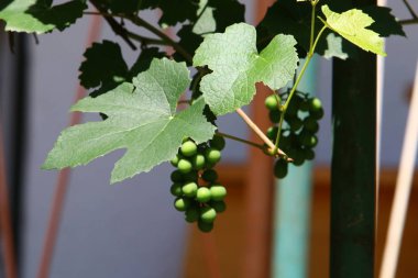 İsrail'in Kuzey Doğa ve çiçekler yakın çekim resimleri 
