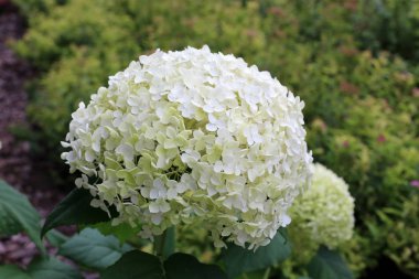 İsrail'in Kuzey Doğa ve çiçekler yakın çekim resimleri 