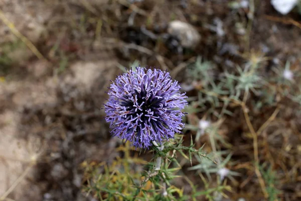 Фотографії Природи Квітів Закри Півночі Ізраїлю — стокове фото